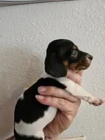 Black and tan pie girl, a male Miniature Dachshund for sale in Iowa Falls, IA – 2 of 4