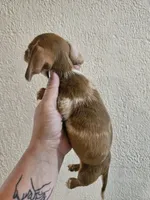 Chocolate dapple piebald, a male Miniature Dachshund for sale in Iowa Falls, IA – 5 of 5