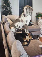 Lilac harl, a female Great Dane for sale in Iowa Falls, IA – Photo 2 of 4