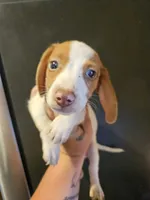 Red piebald dapple male, a male Miniature Dachshund for sale in Iowa Falls, IA – 4 of 5
