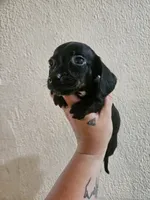 Black brindle, a female Miniature Dachshund for sale in Iowa Falls, IA – 4 of 5