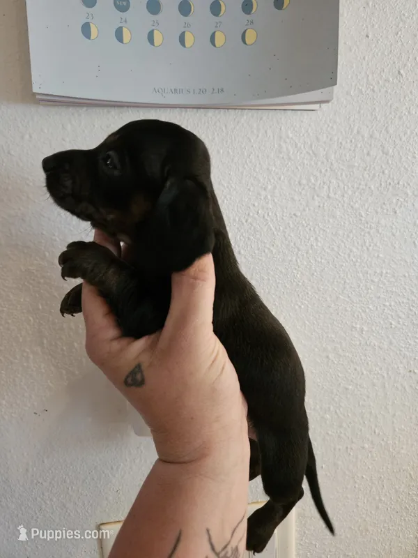 Black brindle girl – Miniature Dachshund puppy for sale in Iowa Falls, IA