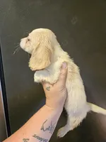 Cream piebald , a female Miniature Dachshund for sale in Iowa Falls, IA – 2 of 4
