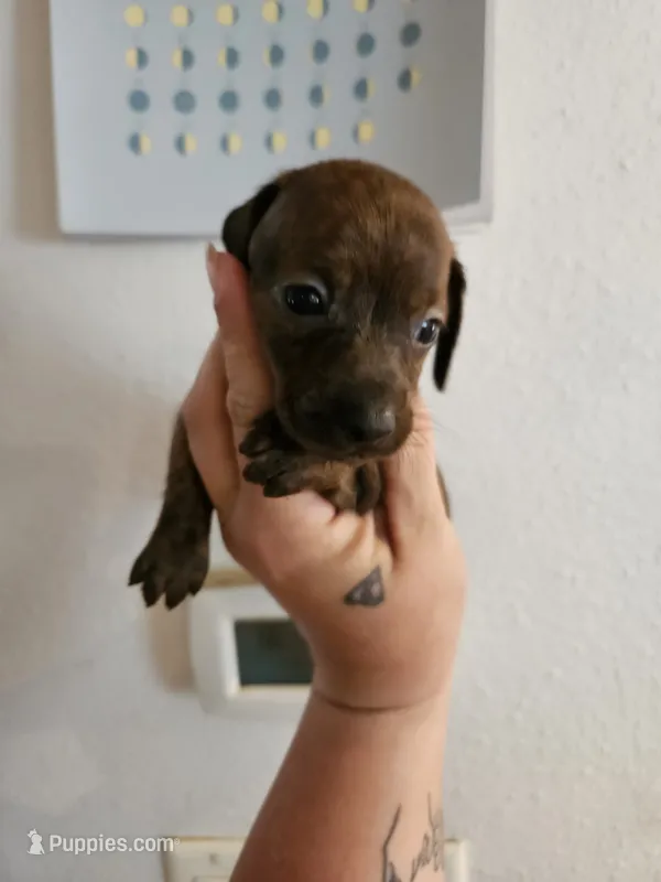 Brindle girl – Miniature Dachshund puppy for sale in Iowa Falls, IA