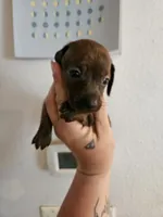 Brindle girl, a female Miniature Dachshund for sale in Iowa Falls, IA – 1 of 4
