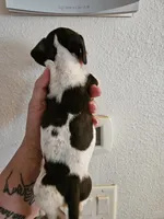 Brindle piebald , a male Miniature Dachshund for sale in Iowa Falls, IA – 4 of 6