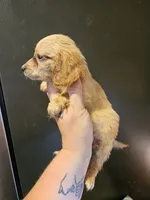 Cream girl, a female Miniature Dachshund for sale in Iowa Falls, IA – 2 of 3