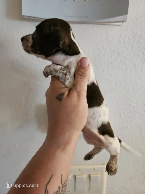 Brindle piebald  – Miniature Dachshund puppy for sale in Iowa Falls, IA