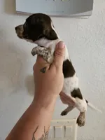 Brindle piebald , a male Miniature Dachshund for sale in Iowa Falls, IA – 1 of 6