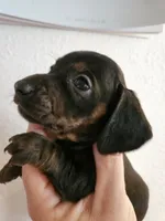 Black brindle girl, a female Miniature Dachshund for sale in Iowa Falls, IA – 2 of 5