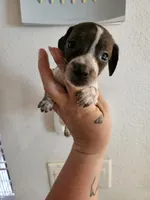Brindle piebald , a male Miniature Dachshund for sale in Iowa Falls, IA – 3 of 6