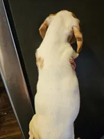 Red piebald dapple male, a male Miniature Dachshund for sale in Iowa Falls, IA – 3 of 5