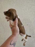 Red piebald male, a male Miniature Dachshund for sale in Iowa Falls, IA – 5 of 5