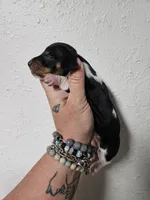 Photo of Tri piebald male 3