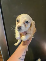 Cream piebald , a female Miniature Dachshund for sale in Iowa Falls, IA – 3 of 4