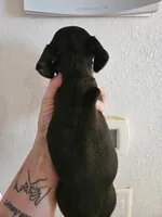 Black brindle girl, a female Miniature Dachshund for sale in Iowa Falls, IA – 5 of 5