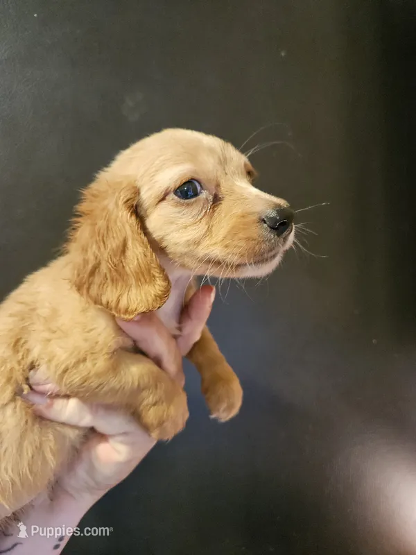 Cream male – Miniature Dachshund puppy for sale in Iowa Falls, IA