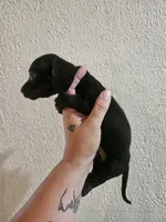 Black brindle, a female Miniature Dachshund for sale in Iowa Falls, IA – 5 of 5