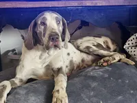 Church, a female Great Dane for sale in Iowa Falls, IA – Photo 3 of 3