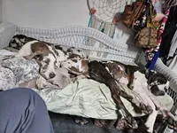 Church, a female Great Dane for sale in Iowa Falls, IA – Photo 1 of 3