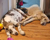 Church, a female Great Dane for sale in Iowa Falls, IA – Photo 2 of 3