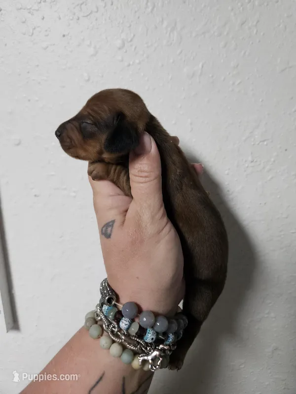 Shaded red male – Miniature Dachshund puppy for sale in Iowa Falls, IA
