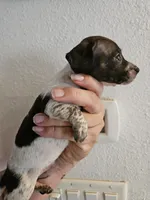 Brindle piebald , a male Miniature Dachshund for sale in Iowa Falls, IA – 6 of 6