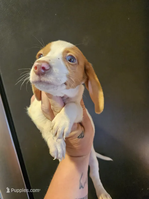 Red piebald dapple male – Miniature Dachshund puppy for sale in Iowa Falls, IA