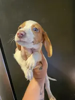 Red piebald dapple male, a male Miniature Dachshund for sale in Iowa Falls, IA – 1 of 5