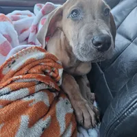 Blue fawn girl, a female Great Dane for sale in Iowa Falls, IA – Photo 3 of 3