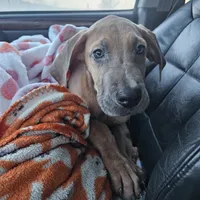 Blue fawn girl, a female Great Dane for sale in Iowa Falls, IA – Photo 2 of 3