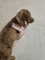 Chocolate dapple, a male Miniature Dachshund for sale in Iowa Falls, IA – 5 of 5