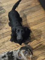 Sashi, a female Miniature Dachshund for sale in Iowa Falls, IA – Photo 4 of 4