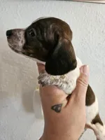 Brindle piebald , a male Miniature Dachshund for sale in Iowa Falls, IA – 5 of 6