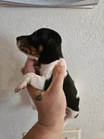 Black and tan pie girl, a male Miniature Dachshund for sale in Iowa Falls, IA – 4 of 4