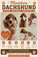 Red piebald male, a male Miniature Dachshund for sale in Iowa Falls, IA – 1 of 5