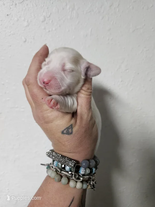 Cream piebald  – Miniature Dachshund puppy for sale in Iowa Falls, IA