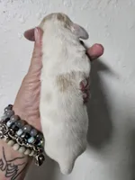 Cream piebald , a male Miniature Dachshund for sale in Iowa Falls, IA – Photo 3 of 4