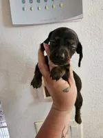 Black brindle girl, a female Miniature Dachshund for sale in Iowa Falls, IA – 3 of 5