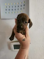Brindle girl, a female Miniature Dachshund for sale in Iowa Falls, IA – 2 of 4