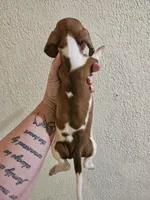 Red piebald male, a male Miniature Dachshund for sale in Iowa Falls, IA – 3 of 5