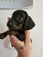 Black brindle point male, a male Miniature Dachshund for sale in Iowa Falls, IA – 3 of 5