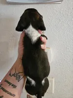 Brindle pie, a male Miniature Dachshund for sale in Iowa Falls, IA – 4 of 4