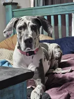 Blue harl, a female Great Dane for sale in Iowa Falls, IA – Photo 1 of 2