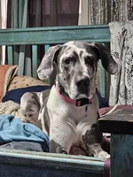 Blue harl, a female Great Dane for sale in Iowa Falls, IA – Photo 2 of 2