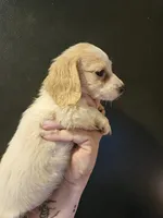 Cream piebald , a female Miniature Dachshund for sale in Iowa Falls, IA – 4 of 4