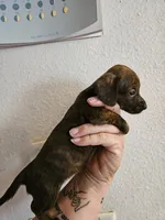 Brindle girl, a female Miniature Dachshund for sale in Iowa Falls, IA – 4 of 4