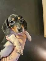 Tri color piebald , a female Miniature Dachshund for sale in Iowa Falls, IA – 4 of 4