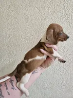 Red piebald male, a male Miniature Dachshund for sale in Iowa Falls, IA – 2 of 5