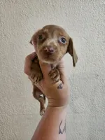Chocolate dapple piebald, a male Miniature Dachshund for sale in Iowa Falls, IA – 2 of 5